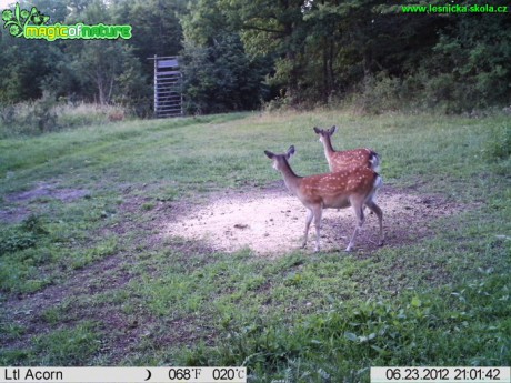 Sika laň s kolouchem který nasazuje první paroží - Foto Václav Penc