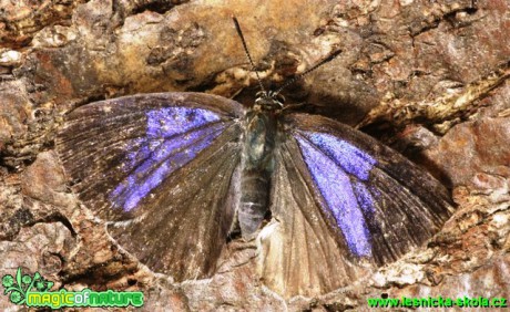 Ostruháček dubový - Neozephyrus quercus - Foto G. Ritschel