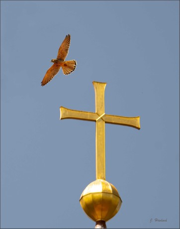 Poštolka - Foto Jitka Havlová 0825 (1)