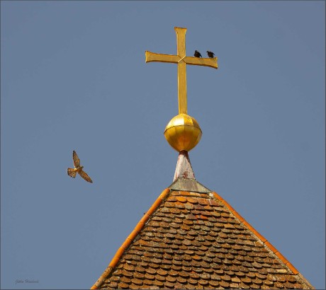 Poštolka - Foto Jitka Havlová 0825 (3)