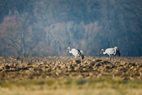 Jeřáb popelavý - Grus grus - Českolipsko - Foto Jana Ježková 0325 (1)