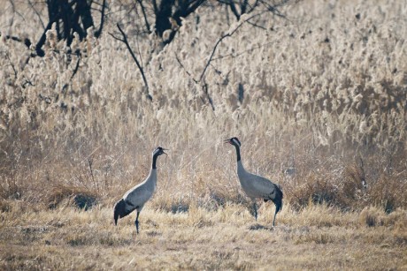 Jeřáb popelavý - Grus grus - Českolipsko - Foto Jana Ježková 0325 (2)