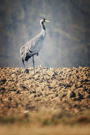 Jeřáb popelavý - Grus grus - Českolipsko - Foto Jana Ježková 0325