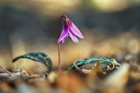 Kandík psí zub - Erythronium dens-canis - Foto Jana Ježková 0325 (2)