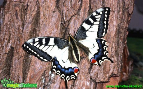 Otakárek fenyklový - Papilio machaon - Foto G. Ritschel