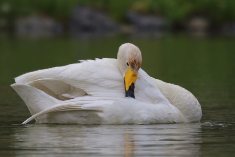 Labuť zpěvná - Foto Irena Wenischová 1025