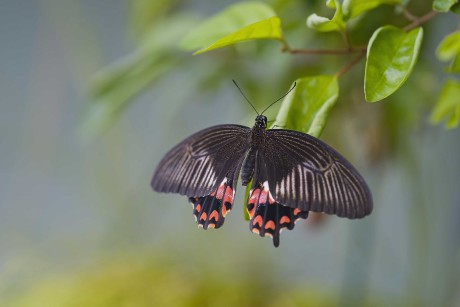 Motýli z pražské botanické zahrady - Foto Jana Ježková 0425 (1)