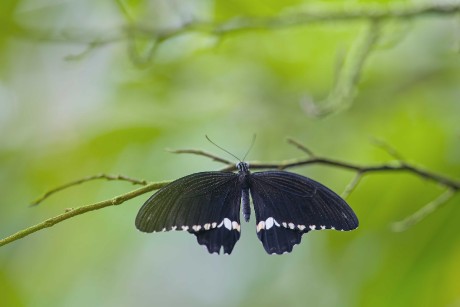 Motýli z pražské botanické zahrady - Foto Jana Ježková 0425 (2)
