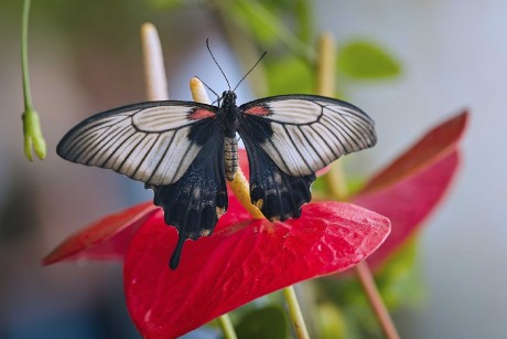 Motýli z pražské botanické zahrady - Foto Jana Ježková 0425 (3)