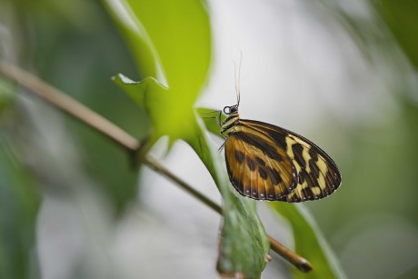 Motýli z pražské botanické zahrady - Foto Jana Ježková 0425 (6)