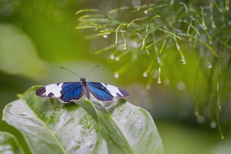 Motýli z pražské botanické zahrady - Foto Jana Ježková 0425 (8)