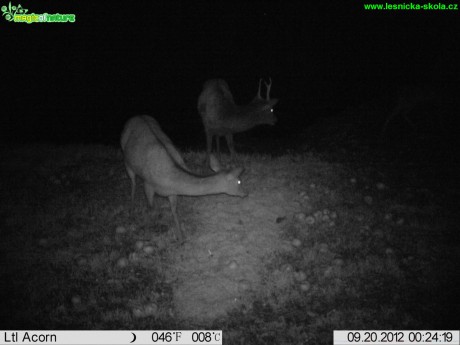 Velice nadějný jelen sika a jeho první paroží nerovného vidláka - Foto Václav Penc