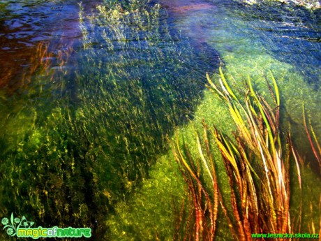 Hustý vodní porost v Ohři - Foto Andrea Horová