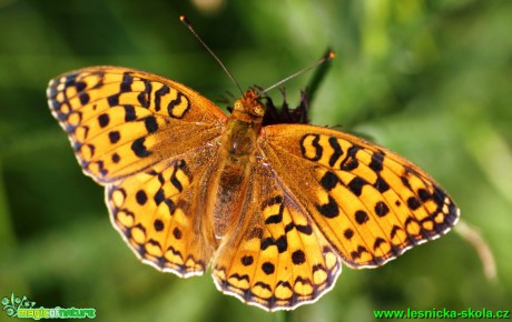 Perleťovec prostřední - Argynnis adippe - Foto G. Ritschel