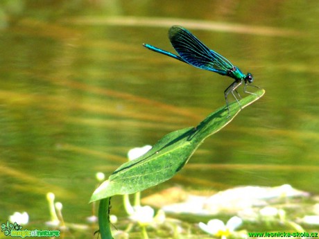 Motýlice lesklá - Calopteryx splendens - Foto Andrea Horová