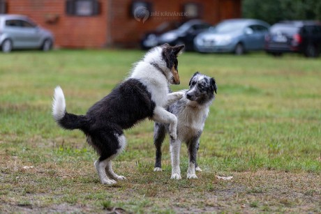 Venčení v přírodě - Foto Jiří Křivánek 1125 (2)