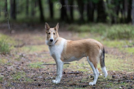 Venčení v přírodě - Foto Jiří Křivánek 1125 (6)