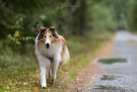 Venčení v přírodě - Foto Jiří Křivánek 1125 (8)