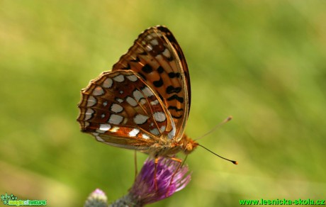 Perleťovec prostřední - Argynnis adippe (1) - Foto G. Ritschel