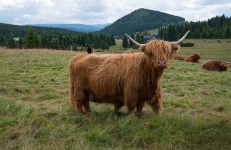 Na Jizerce - Foto Jaroslava Jechová 0725 (6)