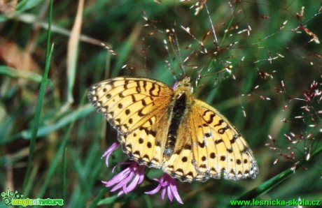 Perleťovec velký - Argynnis aglaja - Foto G. Ritschel