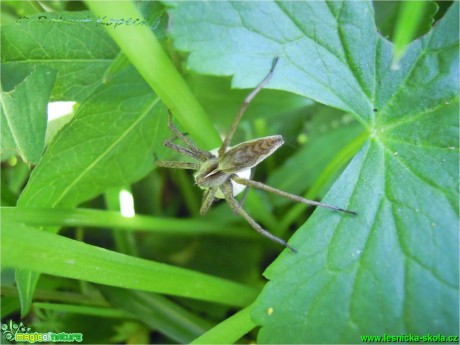 Lovčík hajní - Pisaura mirabilis - Foto Robert Kopecký (1)