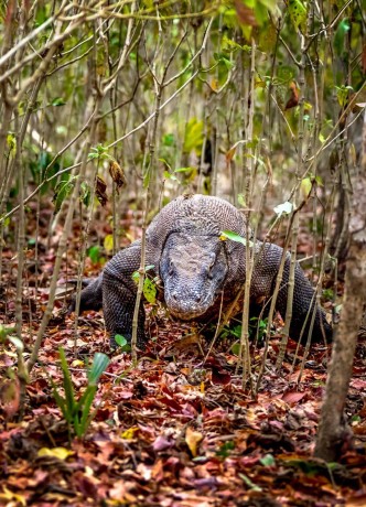 Varani na Komodských ostrovech - Foto Ladislav Hanousek 1225 (2)