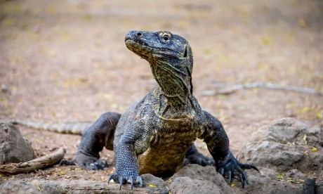 Varani na Komodských ostrovech - Foto Ladislav Hanousek 1225 (3)