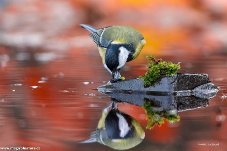 Podzimní záběry od krmítka - Foto Monika Suržinová 1225 (2)