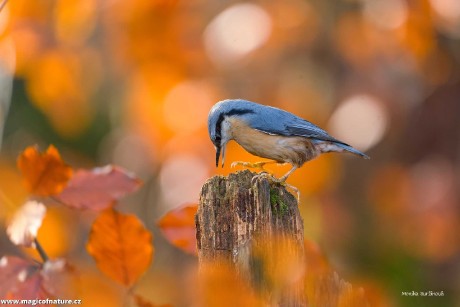 Podzimní záběry od krmítka - Foto Monika Suržinová 1225 (3)