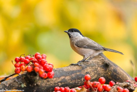 Podzimní záběry od krmítka - Foto Monika Suržinová 1225 (5)