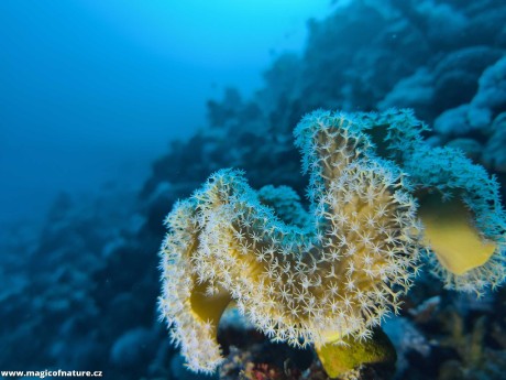 Potápění v Port Ghalib - Foto Tomáš Kunze 0126 (2)