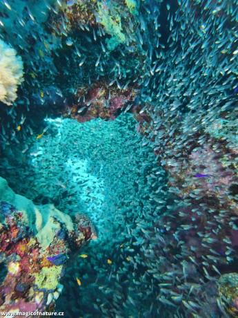 Potápění v Port Ghalib - Foto Tomáš Kunze 0126 (3)