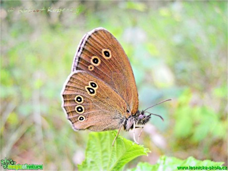 Okáč prosíčkový - Aphantopus hyperanthus - Foto Robert Kopecký