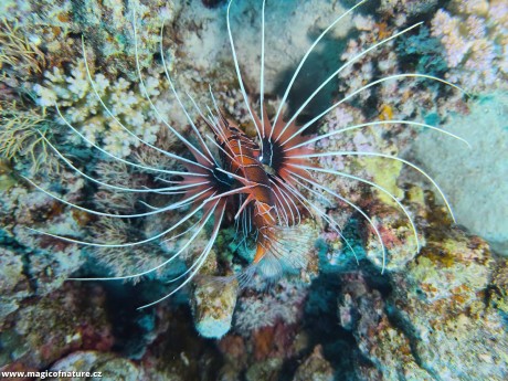 Potápění v Port Ghalib - Foto Tomáš Kunze 0126 (5)