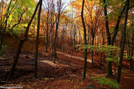 Podzimní les pod horou - Foto Pavel Balazka 1125