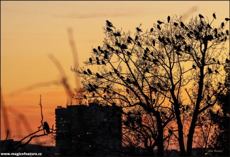 Seřadiště havranů a kavek - Foto Jitka Havlová 1125