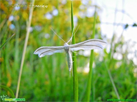 Pernatuška trnková - Pterophorus pentadactyla - Foto Robert Kopecký