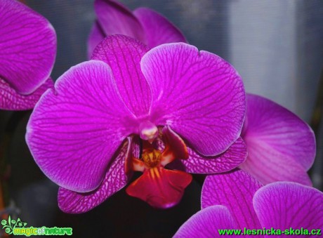 Květy orchidejí (1) - Foto David Hlinka