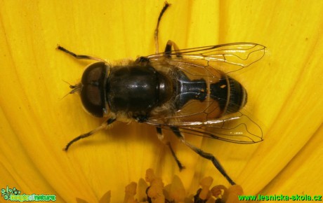 Pestřenka - Eristalis abusiva - Foto G. Ritschel