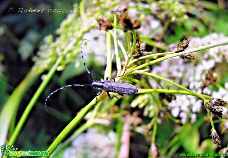 Tesařík úzkoštítý - Agapanthia villosoviridescens - Foto Robert Kopecký