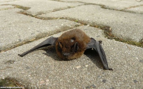 Netopýr hvízdavý - Foto Pavel Stančík 1225 (2)