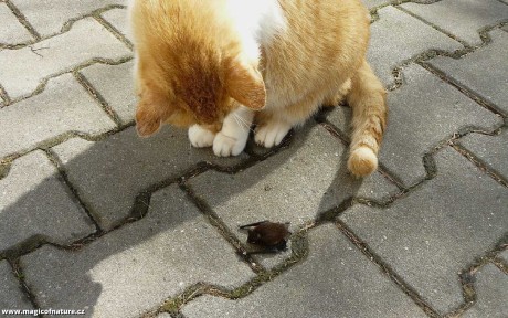 Netopýr hvízdavý - Foto Pavel Stančík 1225 (3)