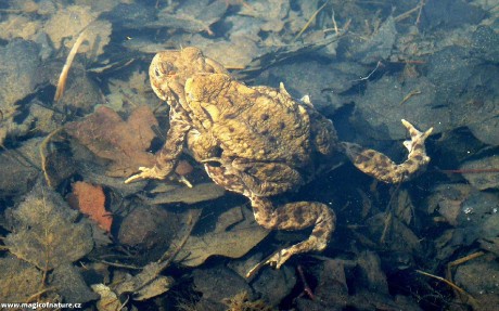 Ropuchy - Foto Pavel Stančík 1225
