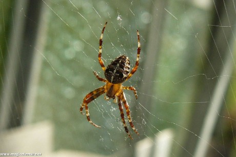 Křižák obecný - Foto Pavel Stančík 1225