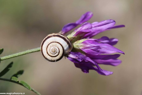 Bydlení na květěch - Foto Irena Wenischová 1225