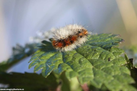 Housenka přástevníka angreštového - Foto Irena Wenischová 1225