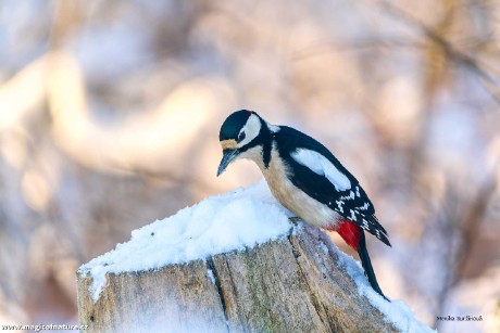 Zimní ptačí focení - Foto Monika Suržinová 1225 (2)