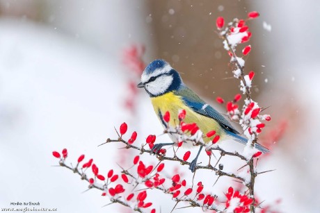 Zimní ptačí focení - Foto Monika Suržinová 1225 (4)