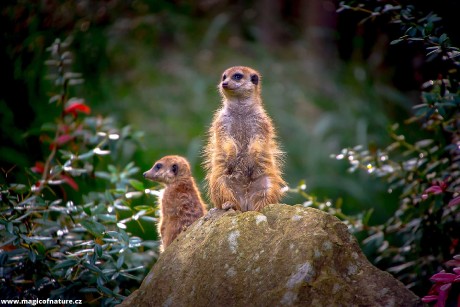 Babí léto v ZOO Lešná - Foto Ladislav Hanousek 0226
